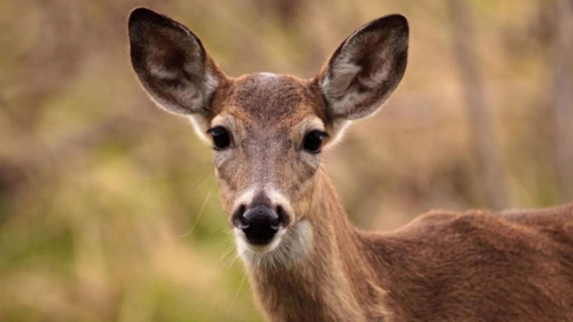 बरेली: हिरण के शिकार की फर्जी सूचना देने वाले को पुलिस ने किया गिरफ्तार