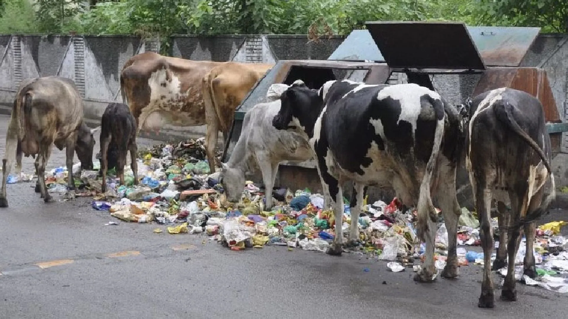 बरेली: अगर सड़क पर दिखे गौवंशीय तो मालिक की खैर नहीं, लगेगा पांच हजार रुपये का जुर्माना