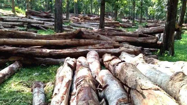 हल्द्वानी: वन विकास निगम में लकड़ी की नीलामी में लाखों रुपये का घपला, 16 ठेकेदार ब्लैक लिस्ट