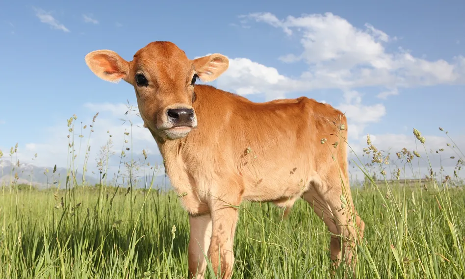 बरेली: प्रोबायोटेक और एसींशियल आयल से बढ़ेगी बछड़ों की शारीरिक वृद्धि