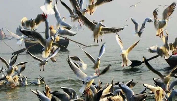 गदरपुर: बौर जलाशय में प्रवासी साइबेरियन पक्षी मृत मिले, कारण जानने को किया पोस्टमार्टम