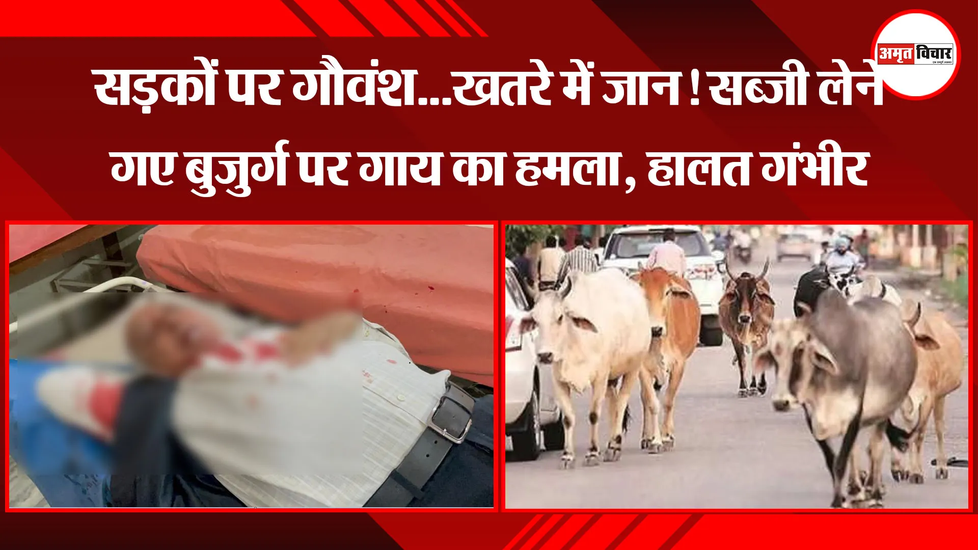 बरेली: सड़कों पर गौवंश...खतरे में जान! सब्जी लेने गए बुजुर्ग पर गाय का हमला, हालत गंभीर
