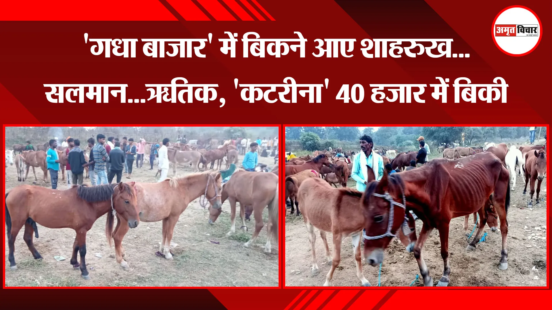 चित्रकूट: 'गधा बाजार' में बिकने आए शाहरुख...सलमान...ऋतिक, 'कटरीना' 40 हजार में बिकी