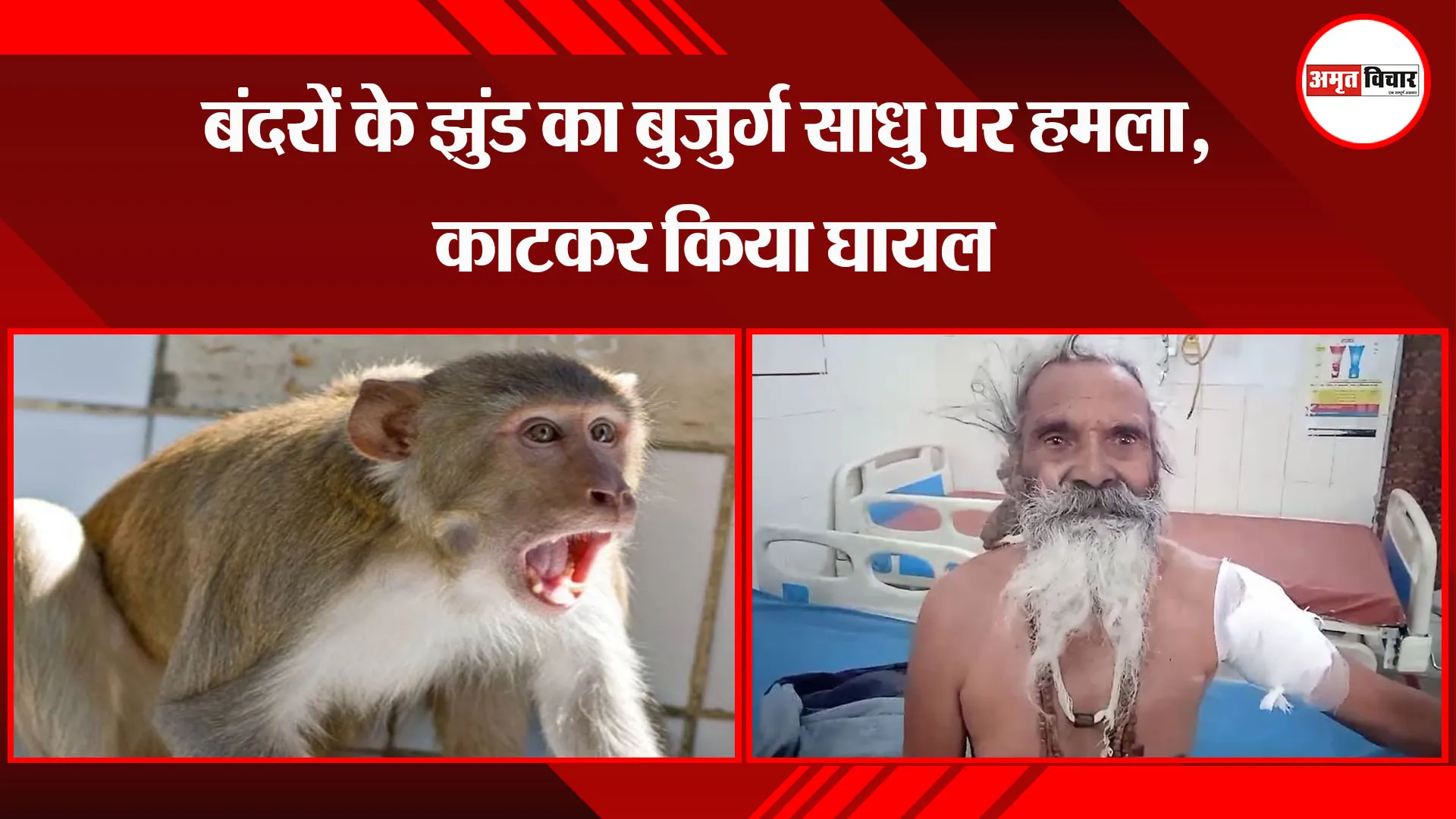  बरेली: बंदरों के झुंड का बुजुर्ग साधु पर हमला, काटकर किया घायल 