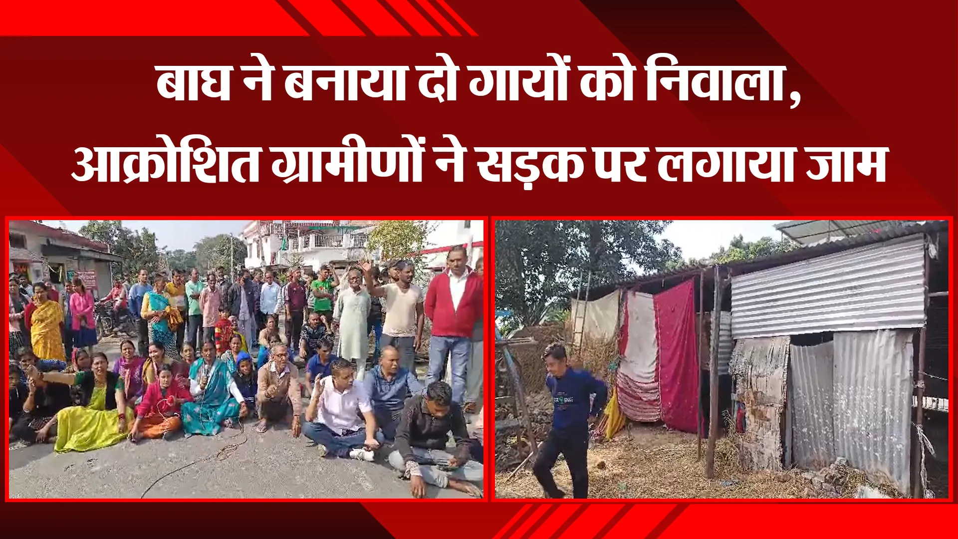 रामनगर: बाघ ने बनाया दो गायों को निवाला, आक्रोशित ग्रामीणों ने सड़क पर लगाया जाम