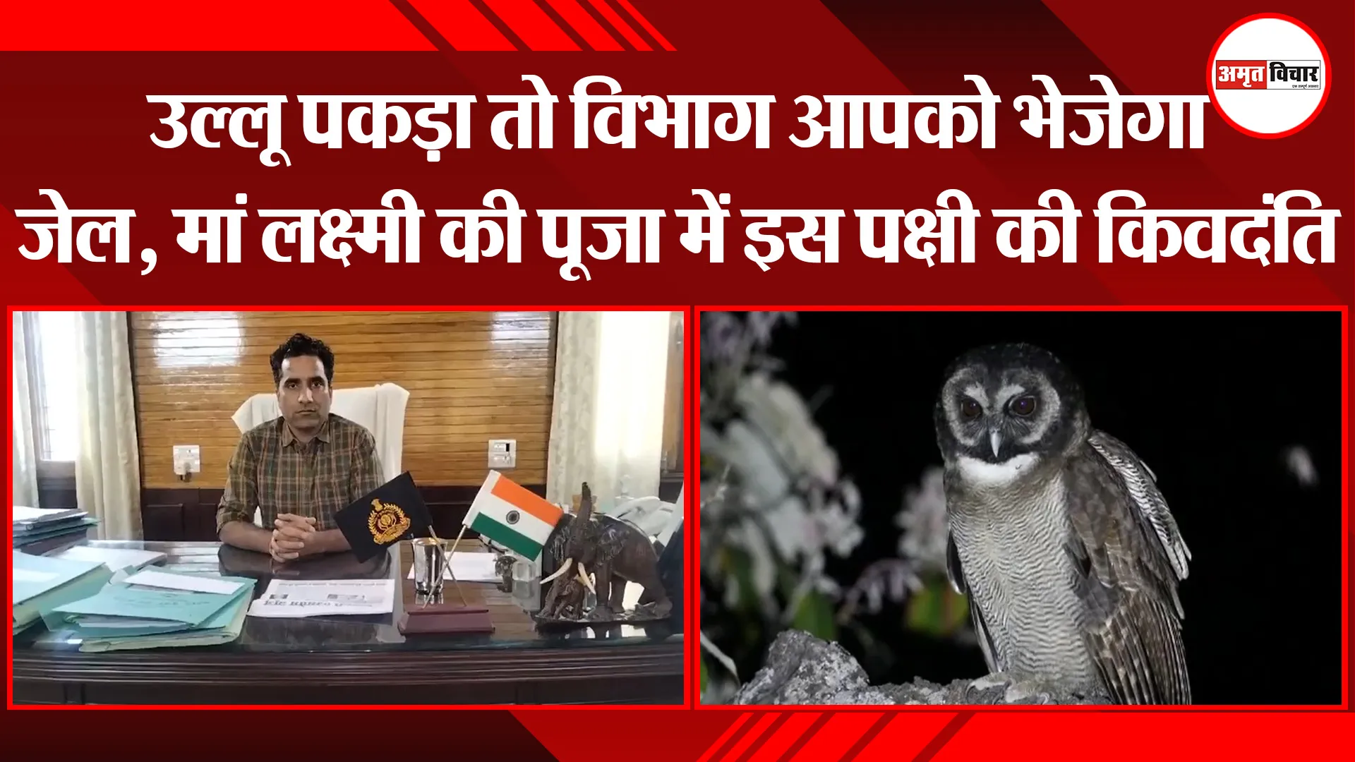 हल्द्वानी: उल्लू पकड़ा तो विभाग आपको भेजेगा जेल, मां लक्ष्मी की पूजा में इस पक्षी की किवदंति