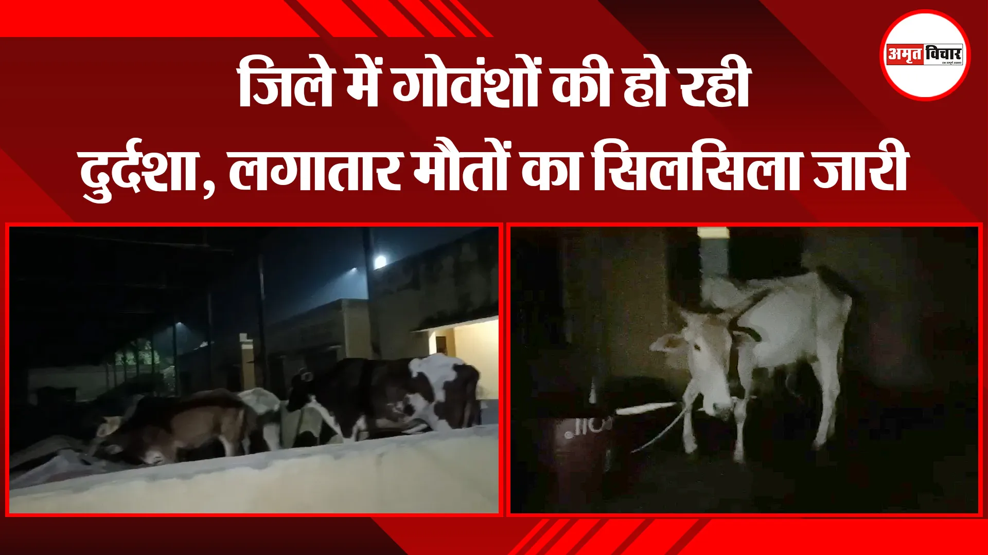 कासगंज: जिले में गोवंशों की हो रही दुर्दशा, लगातार मौतों का सिलसिला जारी