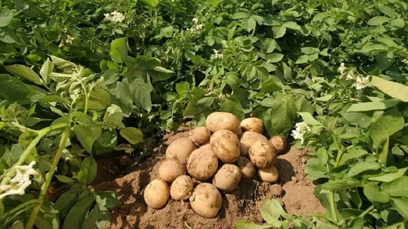 आलू उत्पादक आलू के पोषण की निगरानी और भविष्यवाणी के लिए AI का उपयोग कर सकते हैं 