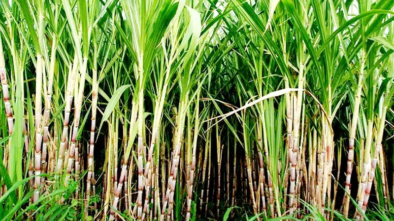 बाराबंकी: 11464 हेक्टेयर में तैयार है गन्ना, माह के अंत में चलेगी चीनी मिल, इस साल 20 प्रतिशत तक बढ़ा गन्ने का रकबा
