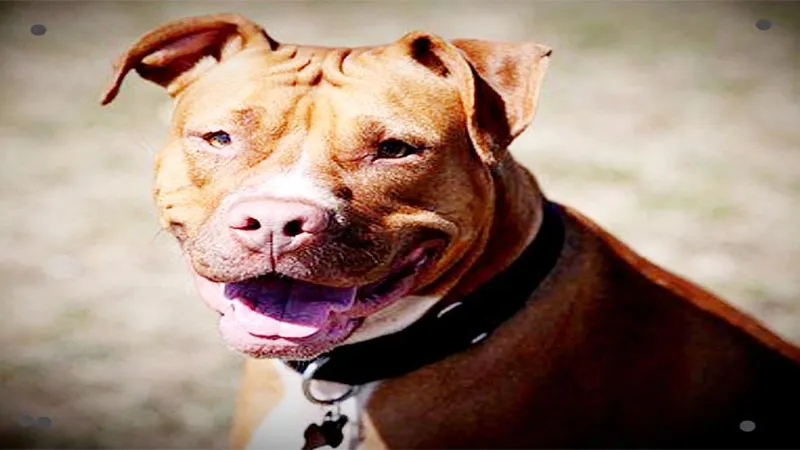 गौतमबुद्धनगर में दबंगों ने पहले तीन लोगों को जमकर पीटा फिर पालतू पिटबुल कुत्ते से कटवाया, केस दर्ज