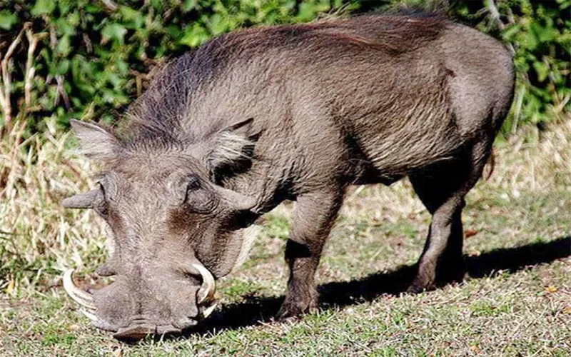 प्रतापगढ़: जंगली सुअर ने बालक पर किया हमला, हालत गम्भीर, ग्रामीणों में दहशत 