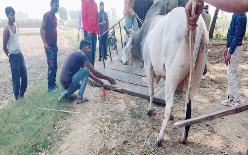 बहराइच: लोगों की मुसीबत का सबब बने सांड को पकड़ा गया, कई राहगीरों को कर चुका था घायल