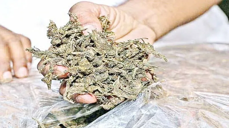 भदोही में पुलिस को मिली बड़ी सफलता, 65 लाख रुपये कीमत के अवैध गांजे के साथ तस्कर को किया गिरफ्तार