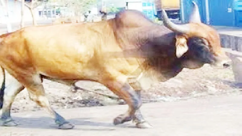 बलिया में छुट्टा सांड़ ने ली बुजुर्ग की जान, अखिलेश यादव ने बीजेपी सरकार पर किया हमला!