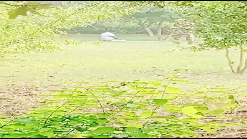 आगरा: ताजमहल में कर्मचारी ही कर रहे नियमों की अनदेखी, नमाज पढ़ने का वीडियो हुआ वायरल!