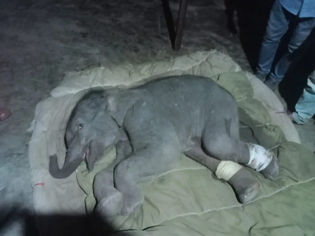 रामनगर: बाघ ने किया हाथी के बच्चे को घायल, उपचार प्रारम्भ