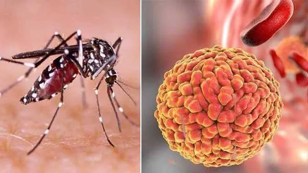 जीका वायरस: केरल के स्वास्थ्य विभाग ने किया लोगों से सतर्क रहने का आग्रह 