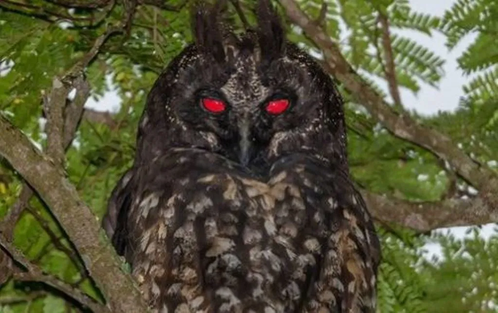 VIRAL NEWS: लाइट पड़ते ही बदल जाता है इस उल्लू की आंखों का रंग, देखकर सहमे लोग! 