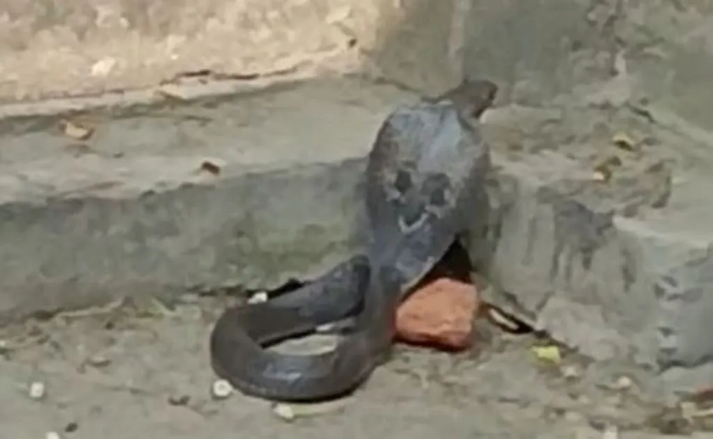 बरेली: अस्पताल खोलते ही किंग कोबरा पर पड़ी नजर, डॉक्टर और मरीजों में मची भगदड़