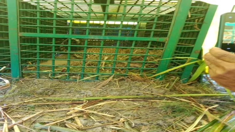 बहराइच : शावक की तलाश में पिंजड़े में कैद हुई मादा तेंदुआ