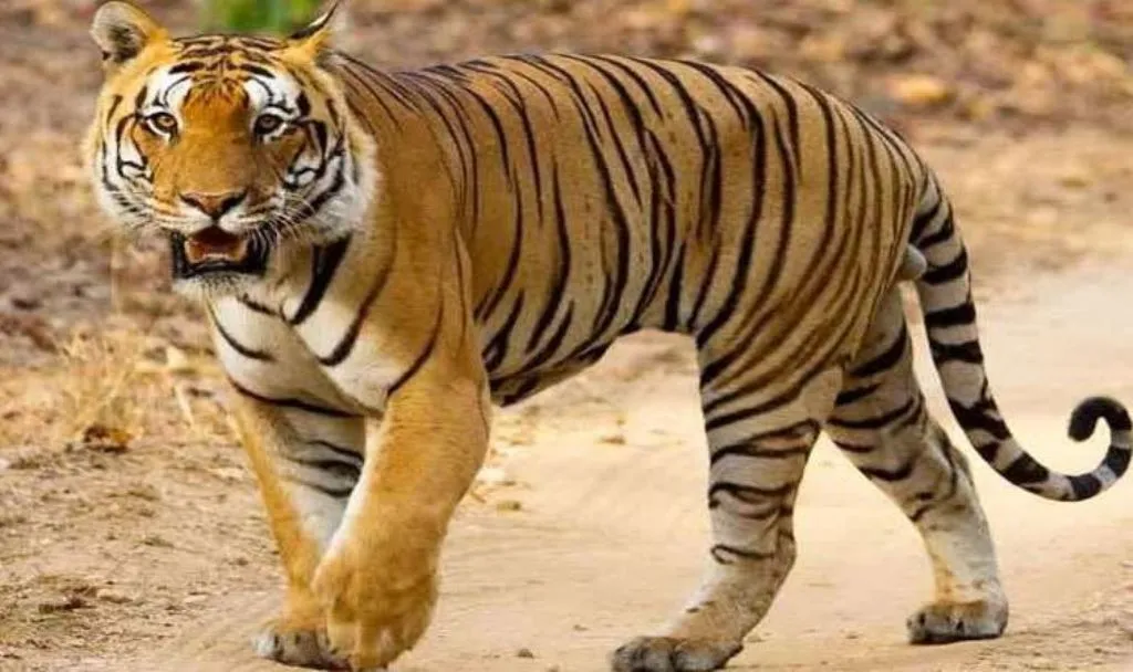 लखीमपुर-खीरी: गन्ने में छिपे बैठे बाघ ने युवक को बनाया निवाला, परिवार में मचा कोहराम  