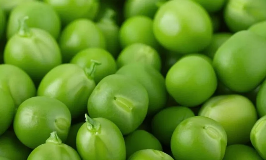 सर्दियों में शरीर को स्वस्थ रखने के लिए बेहद कारगर है हरी मटर, जानें इसे खाने के फायदे 