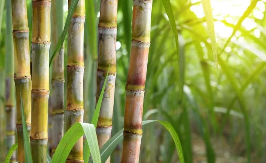 बदायूं: समय से पहले बंद हो जाएंगी चीनी मिलें, नहीं पहुंच रहा गन्ना