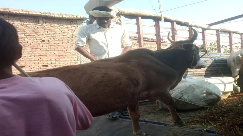 बहराइच: ग्राम प्रधान की सूचना पर पहुंची  पशुपालन विभाग की टीम ने पकड़े 52 गोवंश