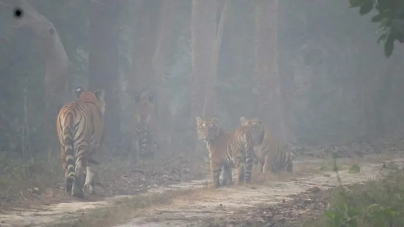 बहराइच: पर्यटकों को अपनी ओर आकर्षित करती है कतर्नियाघाट की सुरम्यता, बाघ, तेंदुआ और हाथी बने आकर्षण