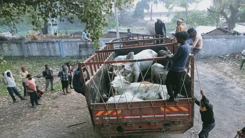 बहराइच: जिलाधिकारी के निर्देश पर पकड़े गए हाईवे पर टहल रहे 184 मवेशी, भेजे गए गोशाला