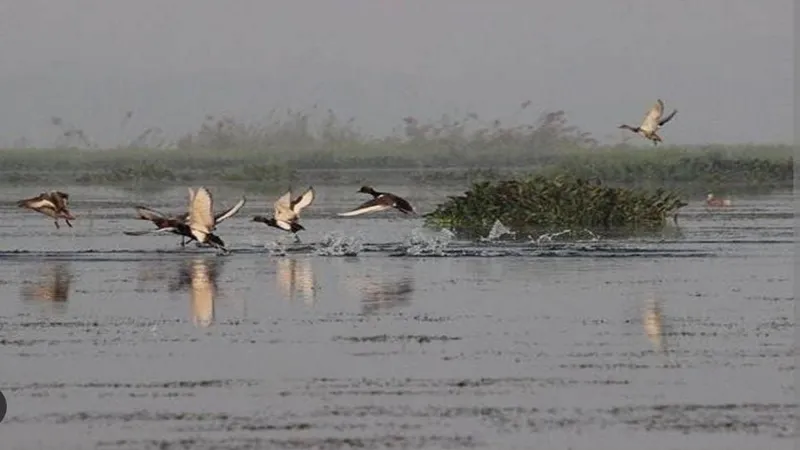 संत कबीर नगर: मेहमान पंछियों की कत्लगाह साबित हो रही बखिरा झील, रात के अंधेरे में कुछ इस तरह से शिकार करते हैं स्थानीय शिकारी