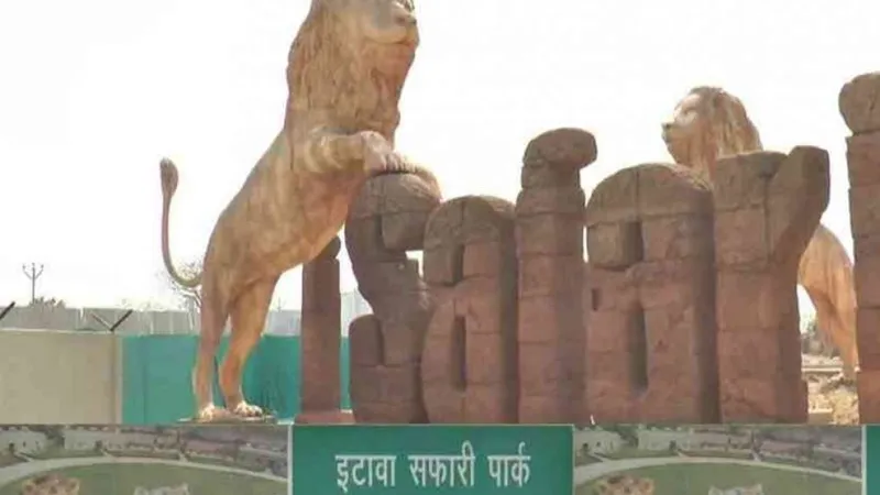 Etawah Safari: इटावा सफारी के बब्बर शेर बाहुबली की हालत गंभीर