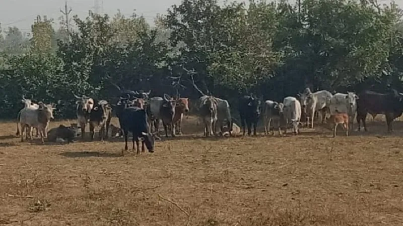 संभल: किसानों ने फसल बर्बाद कर रहे आवारा पशुओं को किया बर्फ फैक्टरी परिसर में बंद
