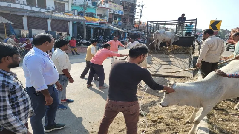 बहराइच में अधिकारियों की टीम ने पकड़े छुट्टा मवेशी, चला अभियान