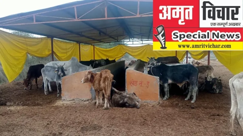 बदहाली : तिरपाल के नाम पर पन्नी, ठंडे पड़े अलाव, ठिठुर रहे मवेशी