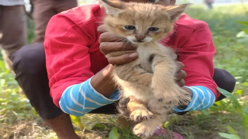 जिसे समझा बाघ का बच्चा, वह निकले फिशिंग कैट - दिखते हैं बेहद क्यूट 