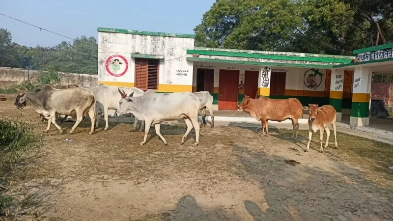 रायबरेली : उपेक्षा का शिकार बना प्राथमिक विद्यालय, जर्जर भवन से हो सकता है बड़ा हादसा