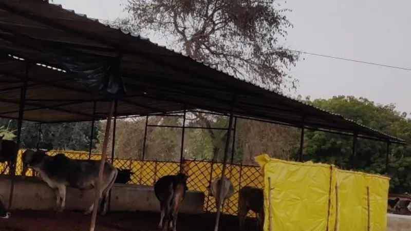 अमेठी में गोवंश आश्रय स्थलों पर ठंड से बचाव के इंतजाम नाकाफी, देखें Video