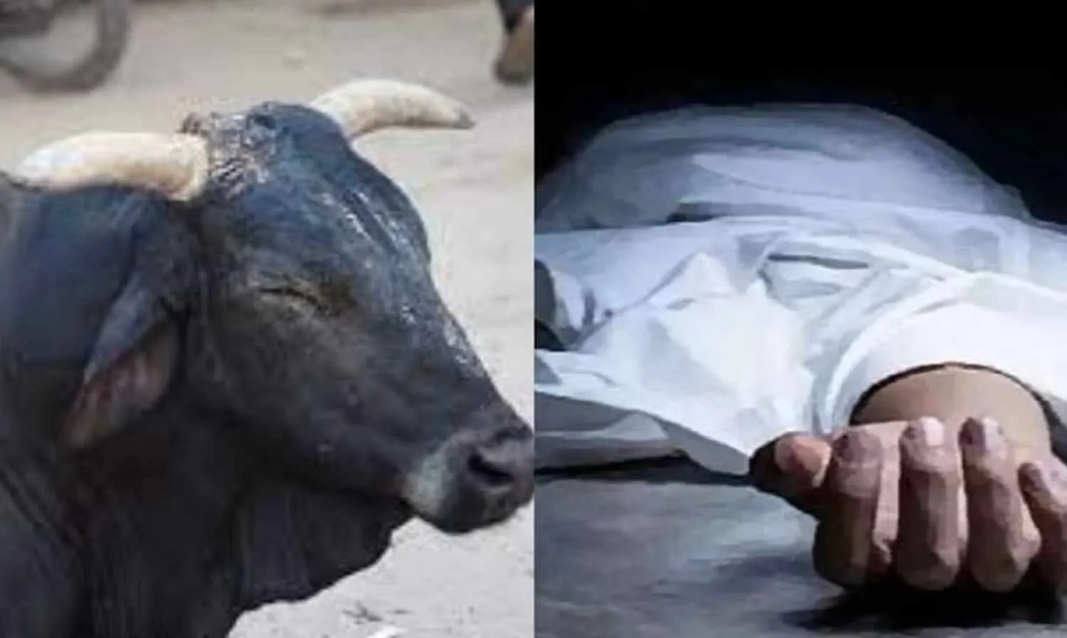 शाहजहांपुर: सांड के हमले में घायल किसान नेता के भाई की मौत