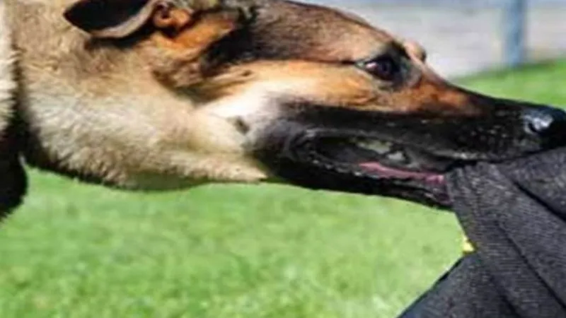 गए थे बिल वसूलने, पीछे पड़ गए कुत्ते - जेई को बुरी तरह काटकर किया घायल 