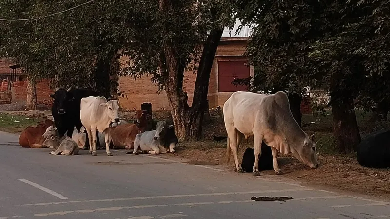 कागज पर अभियान, अधिकारियों का दावा - पकड़े साढ़े तीन हजार छुट्टा मवेशी 