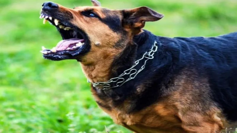 Kanpur dog attack : खूंखार कुत्ते का फिर हमला, नहीं लगी वैक्सीन