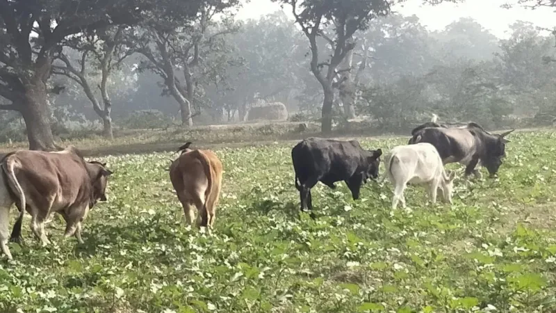 रायबरेली : छुट्टा मवेशियों की धमाचौकड़ी से फसल पर छाया संकट