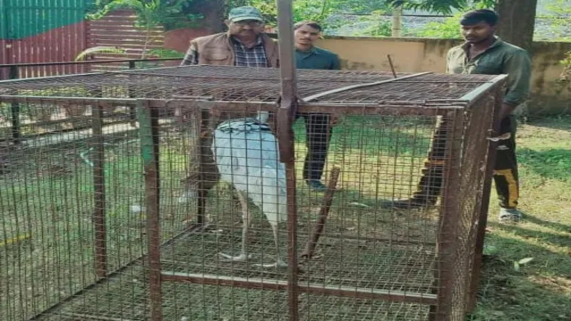 जेल में बंद गैंगस्टर आरोपी प्रधान के घर मिला सारस, मुकदमा दर्ज 