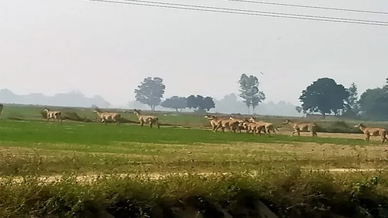 संतकबीरनगर : लावारिस गोवंश से मिली राहत तो नीलगाय बने आफत 