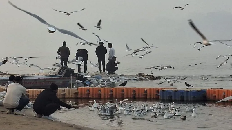 अरैल तट पर आ गए विदेशी मेहमान, पूरे दिन साइबेरियन पक्षियों संग लोग लेते हैं सेल्फी 