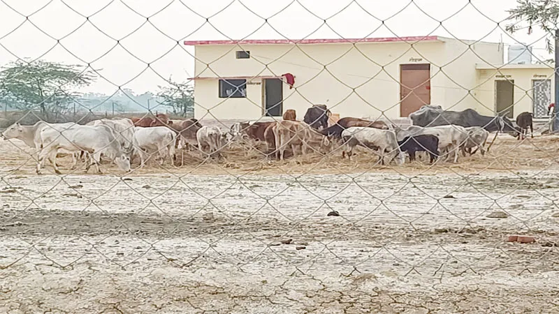अमेठी: गोवंशों को खाने में दिया जा रहा सूखा भूसा और पुआल, बेसहारा मवेशी हो रहे बीमार, जिम्मेदार मौन!