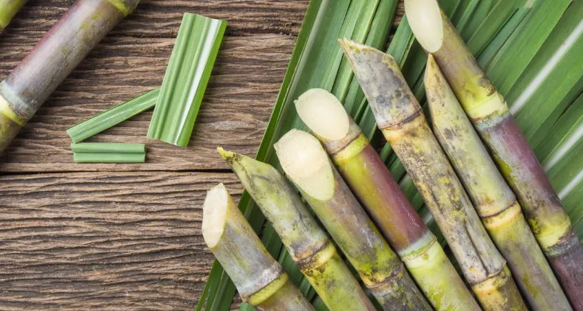 पीलीभीत: गन्ने की सूखी पत्तियों से बनेगी जैविक खाद, बढ़ेगी उर्वरा शक्ति...समितियों को मुहैया कराई ट्रेस मल्चर मशीनें