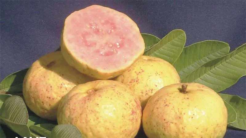 लखनऊ: बेहतर सेहत चाहिए तो खूब खाइए अमरूद!, जानिये क्यों खास है यह फल 