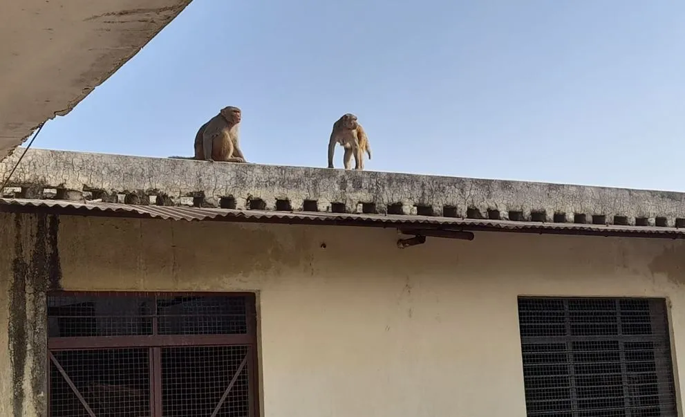 बरेली: आयुर्वेदिक अस्पताल में बंदरों से परेशानी, शिकायत के बाद भी नहीं हुई पकड़ने की व्यवस्था 